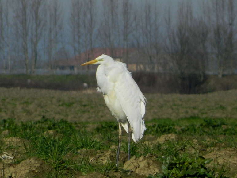 Appuntamento con l''Airone bianco